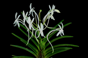 Neofinetia falcata fireworks